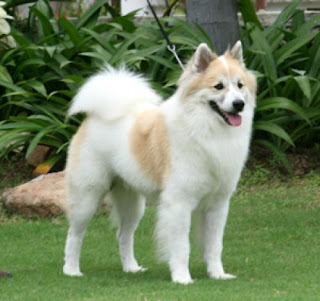 thai_bangkaew_dog_1