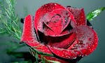 Rosa Roja (Imágenes de Amor para el Día de San Valentín) 