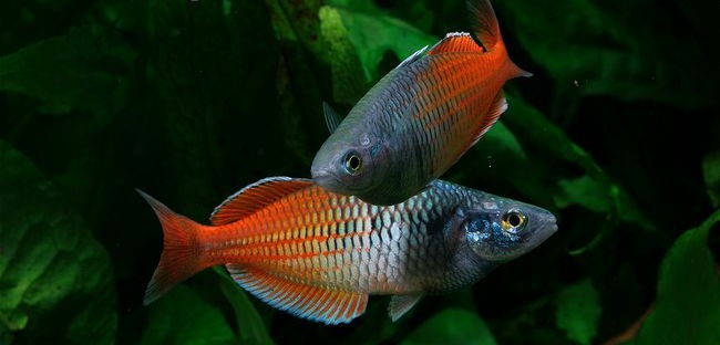 10 Jenis Ikan Hias Air Tawar Untuk Aquascape Ikan Hiasku