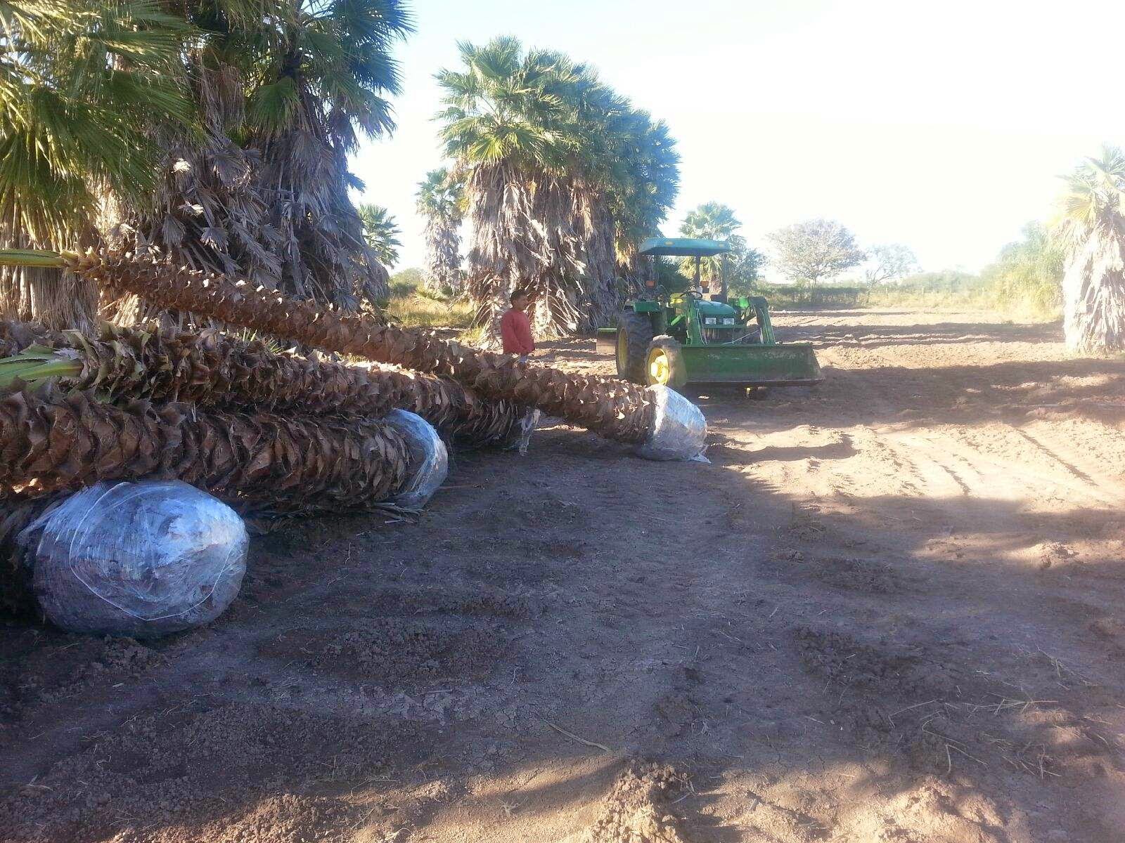 Cold Hardy Palm Trees in Houston Palm Trees Delivered and Installed