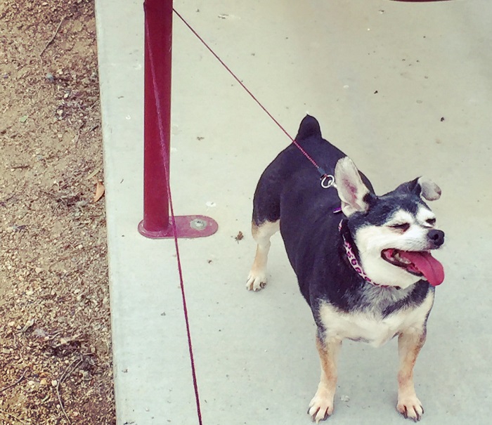 Tiny Little Reveries How to Walk Four Dogs in 33 Easy Steps