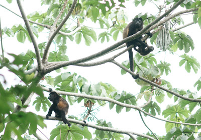 nature photography Nicaragua