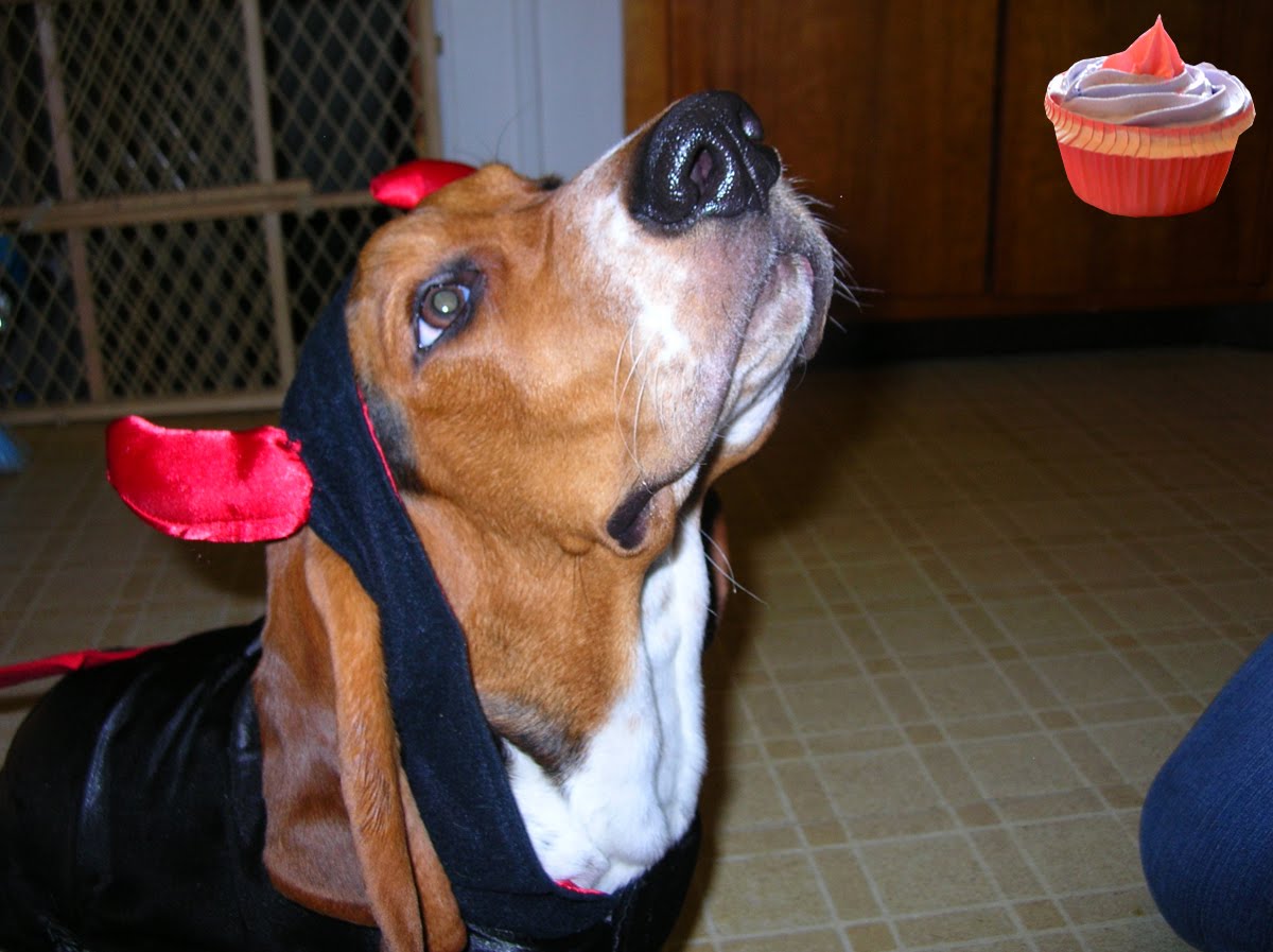 Jowls of Fury Famous Basset Hound Friday 33