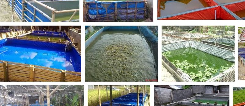 Usaha Ternak Ikan Lele untuk Pemula 100% Menguntungkan