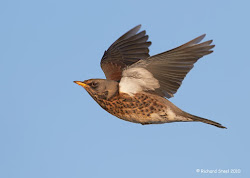 nightingale flying birds fieldfare flight redwing filnore woods november google result