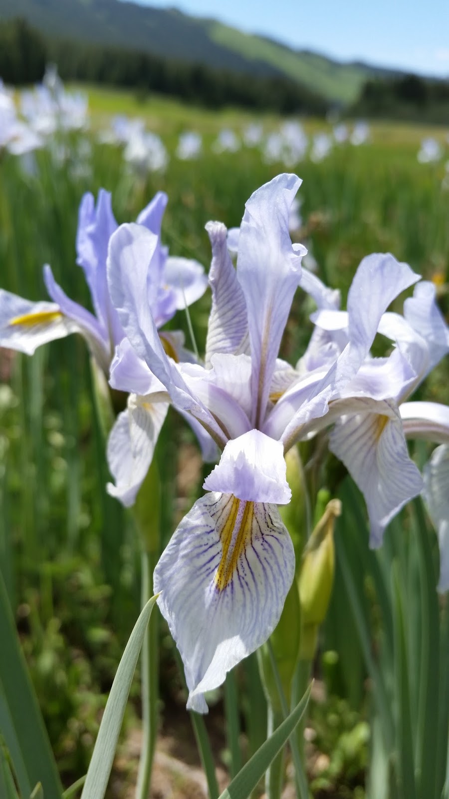 World of Irises US Native Iris A Look at Vernae, Tripetalae