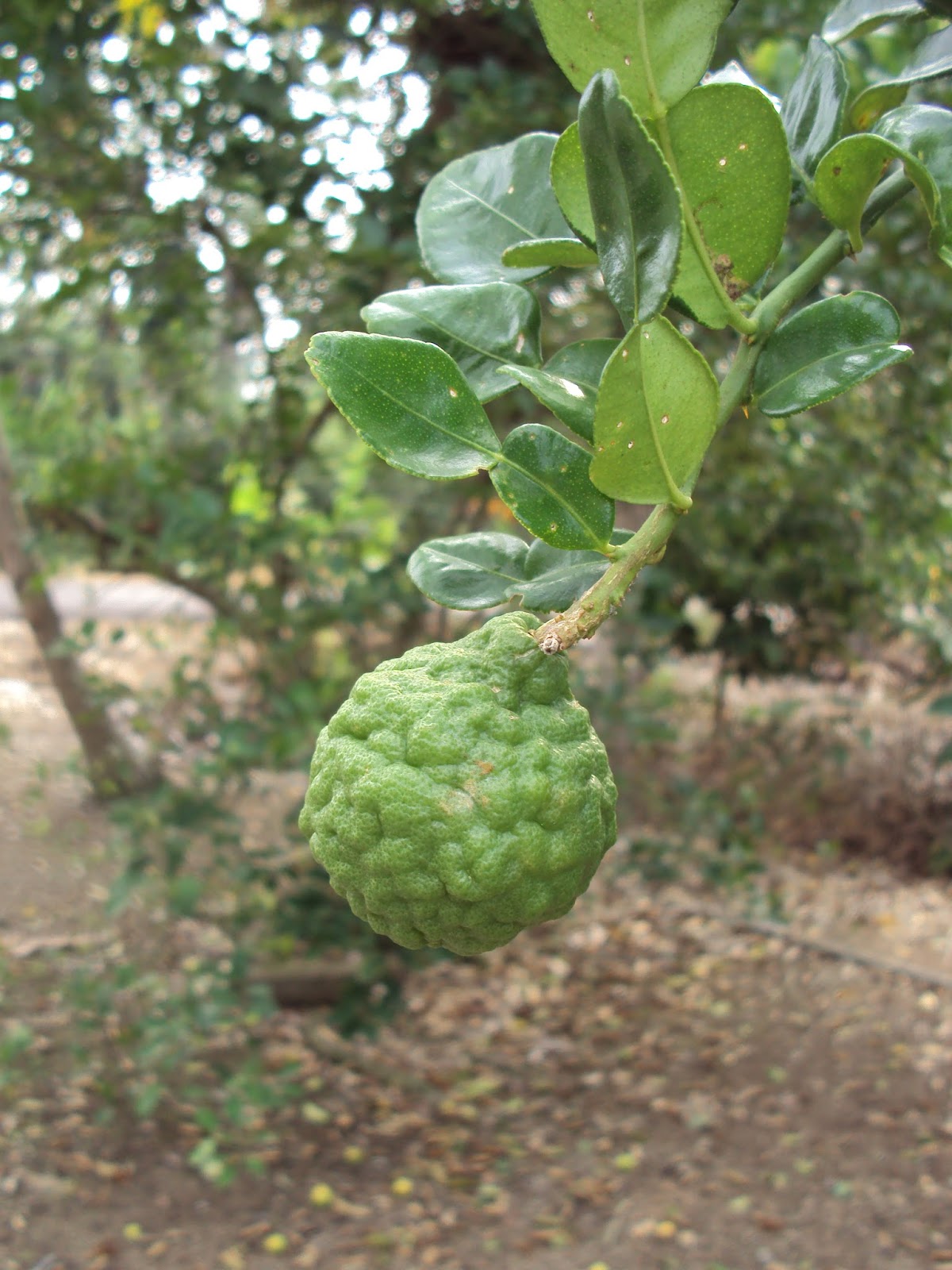 Hang Kebun LIMAU PURUT