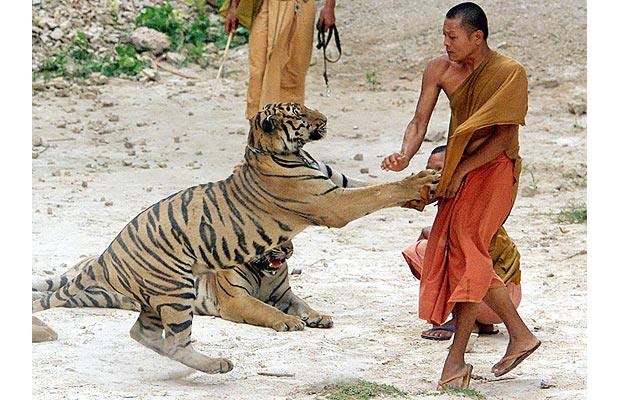 Tiger Temple- Thailand 