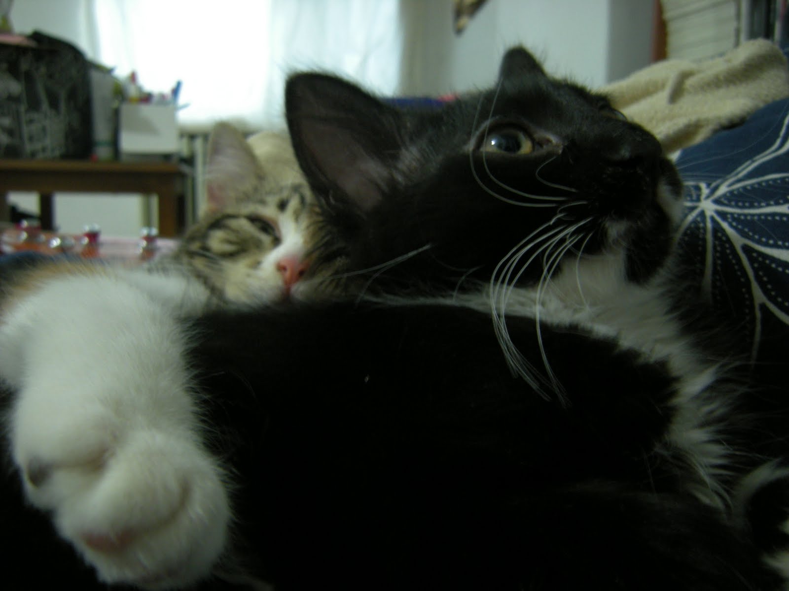 Günlük Kedi Kaldığı yerden devam ederken&hellip;