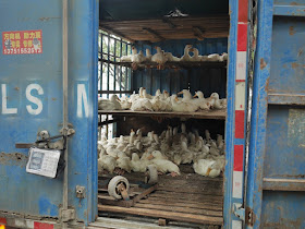 ducks restrained in a truck 