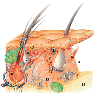 кожа млекопитающих и ее производные. строение кожного покрова млекопитающих рисунок. перо строение. покровы тела птиц. кожа птиц.