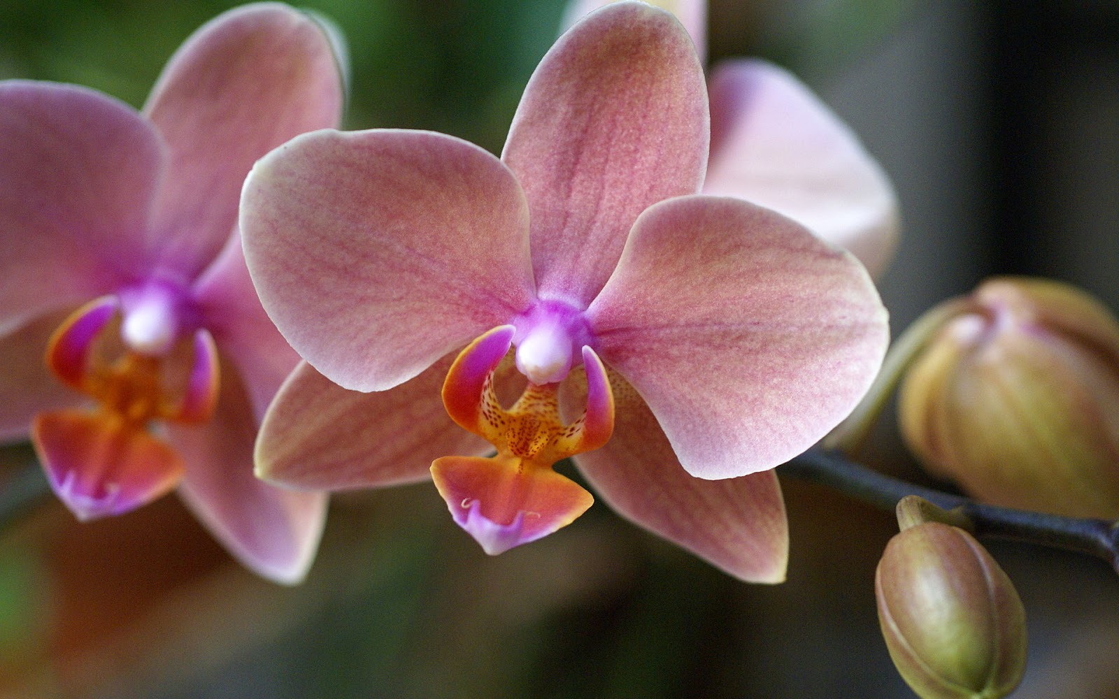 How to Care for Phalaenopsis Amabilis Orchids (Moth Orchids) / Anggrek ...