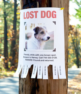 изгубено куче