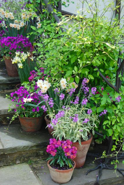 Pots of sage, daffodils, wall flowers and pinks on the front steps of the entrance house.