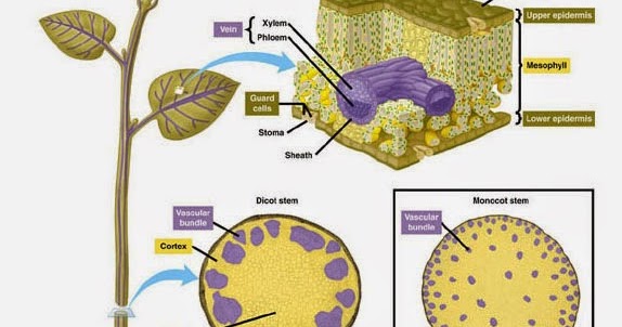 Ppt Struktur Dan Fungsi Jaringan Tumbuhan Smp Kelas 8