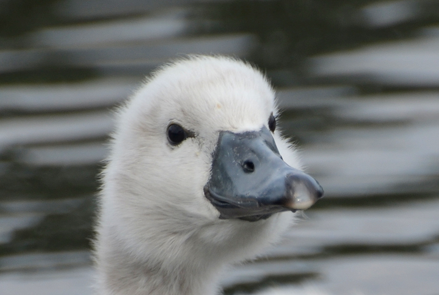 The Early Birder Mute Swan