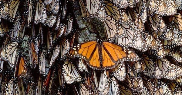 La mariposa monarca se aproxima a la extinción total. La mariposa monarca se aproxima a la extinción total.
