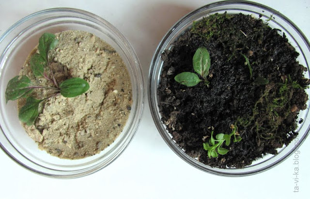влияние почвы на рост растений - эксперимент