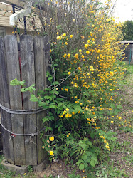 chicken barrel coop rain nirvana northwest
