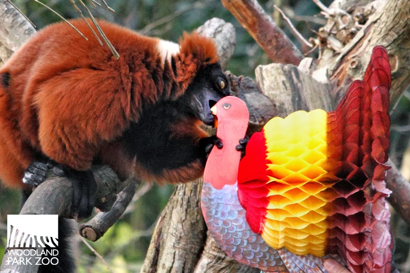 Thanksgiving Woodland Park Zoo style