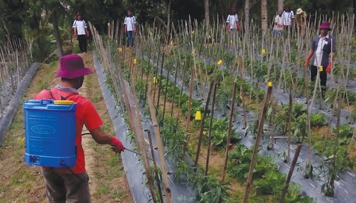 Pertahankan Surplus Cabai, Dinas Tanaman Pangan dan Hortikultura Lampung Latih Petani Kendalikan Hama