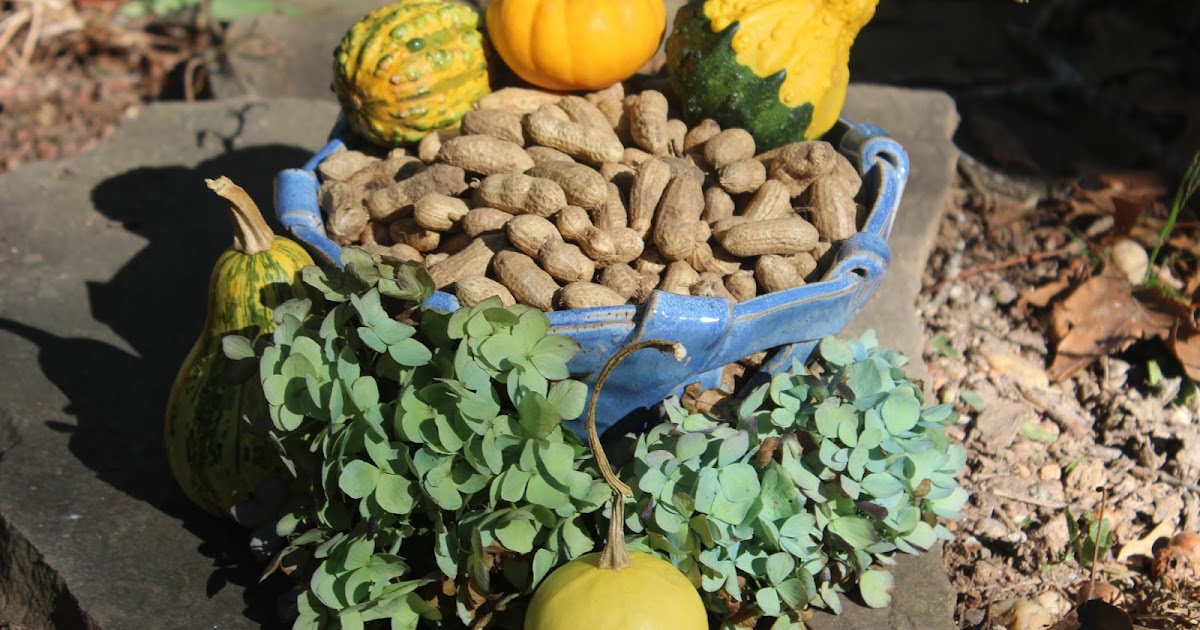 Sweet Summer Farm Growing Peanuts in North
