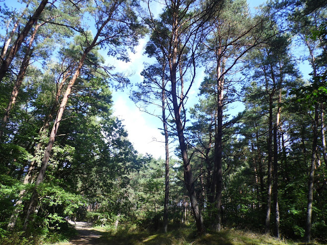 las pomiędzy Mielenkiem a Chłopami
