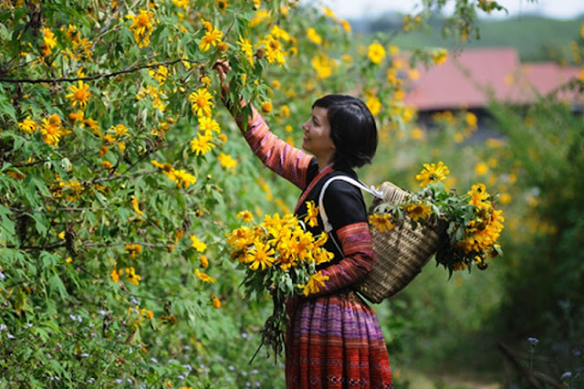 Northwest Vietnam attracts visitors by the beauty of wild sunflower or Tithonia diversifolia flowers 3 Northwest Vietnam attracts visitors by the beauty of wild sunflower or Tithonia diversifolia flowers 3