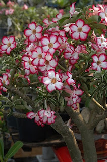 Adenium obesum, Rosa del desierto, Adenio: Cultivo,Cuidados,Poda,Reproducción Adenium obesum, Rosa del desierto, Adenio: Cultivo,Cuidados,Poda,Reproducción