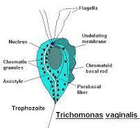 A Trichomonas eltűnik a férfiaknál carpaccio paraziták