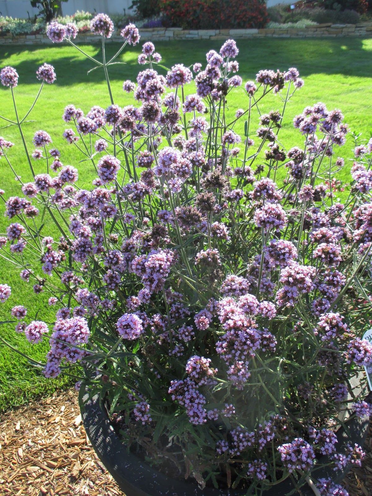 Look For The Meteor Shower (Verbena)! Rotary Botanical Gardens