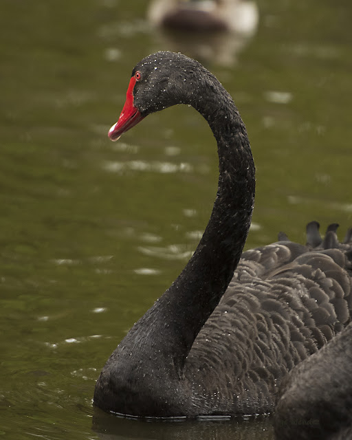 Cygnus atratus en Parque Isabel la Católica Gijón Asturias