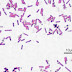 Đặc tính sinh học của vi khuẩn Bacillus sutilis