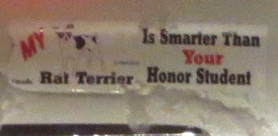 Bumper sticker that says My Rat Terrier Is Smarter than Your Honor Student