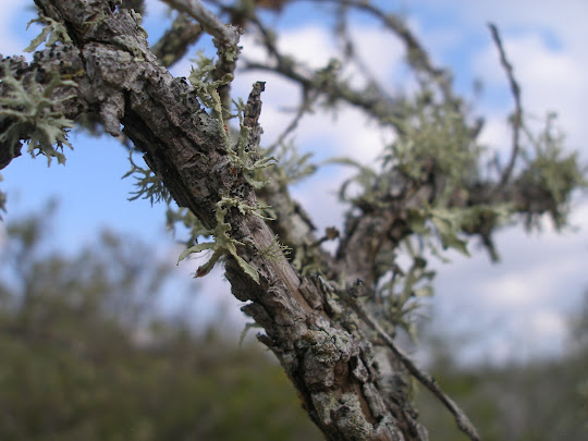 Report from the Florida Zone: Lichen of Leffis Key