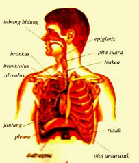 Organ pernapasan yang berperan sebagai alat penyaring dan penghangat adalah