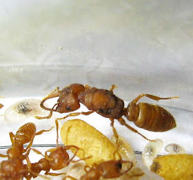 Queen of Mystrium ant
