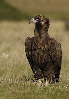 Buitre negro (Aegypius monachus)