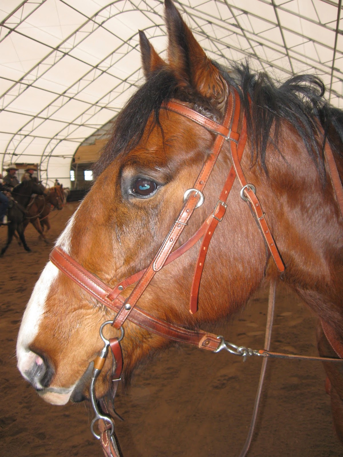 Colonial Quills Halter vs Bridle