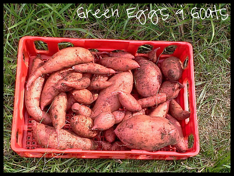 growing sweet potatoes