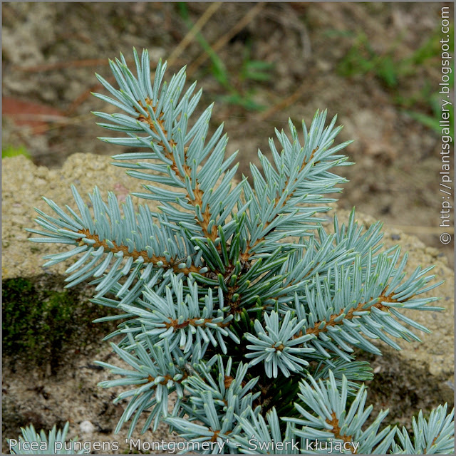 Picea pungens 'Montgomery' - Świerk kłujący 'Montgomery' igły