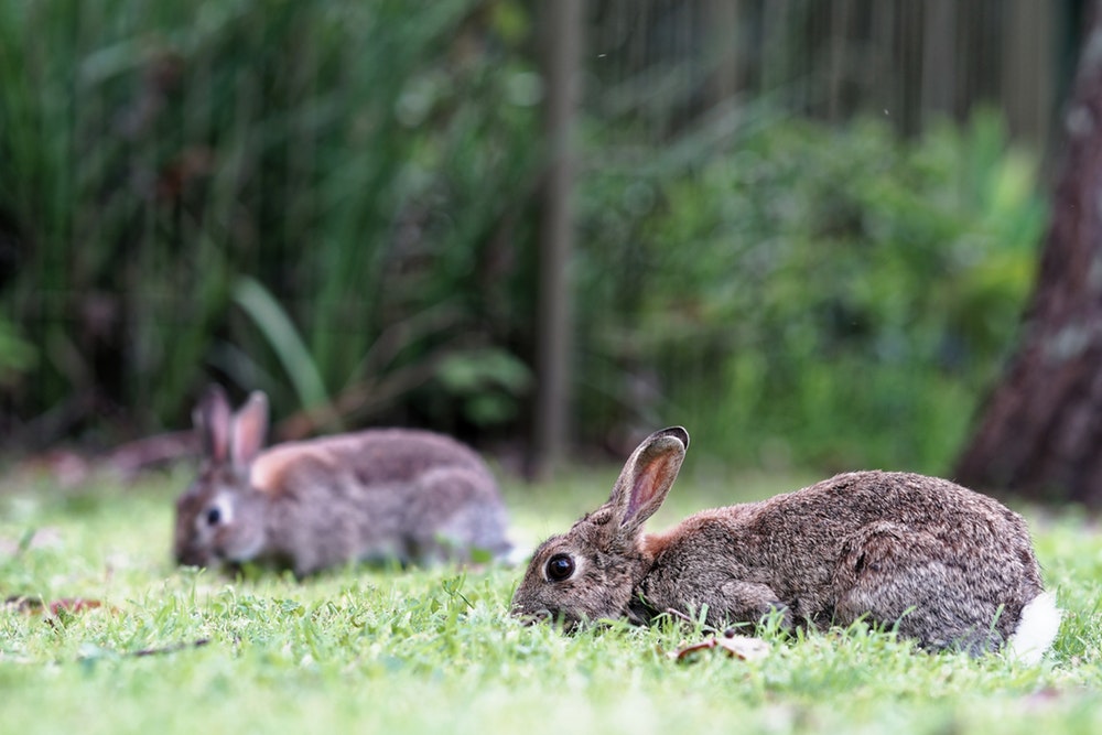 rabbit images
