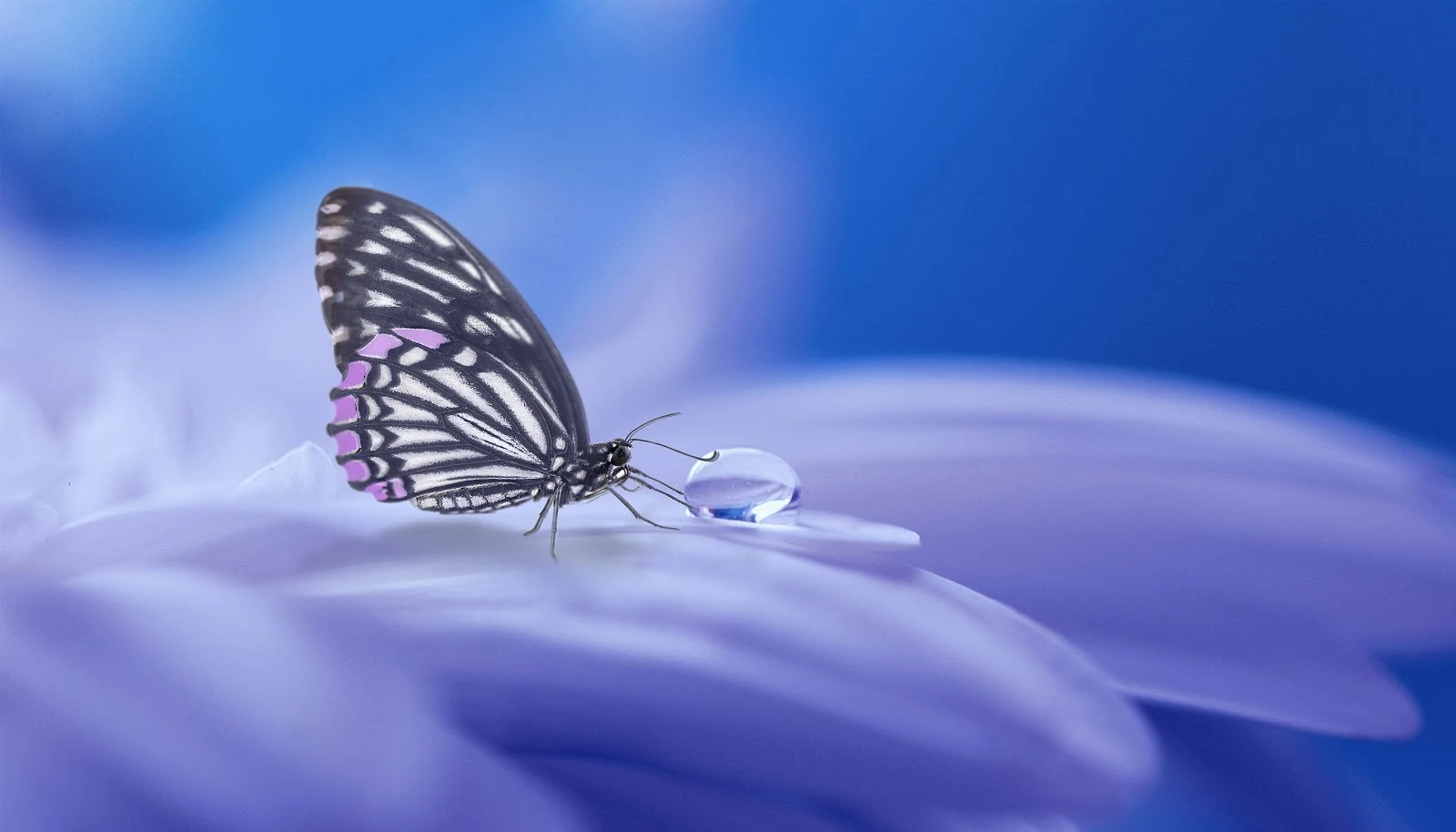 薄紫の花びらに留待って水滴を吸っている一匹の蝶