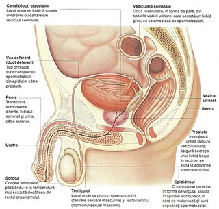 structura testiculelor și a penisului)