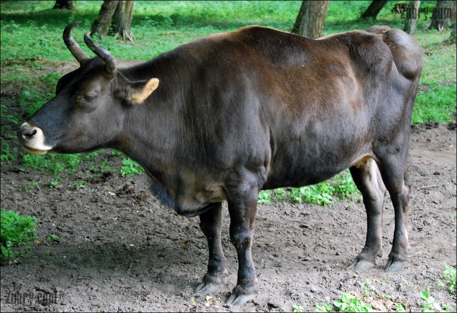 хайнак корова. селекция хайнак. дзо (хайнак). хайнак гибрид. хайнак корова.