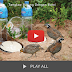 Video Teknik Perangkap Burung Guna Botol Air