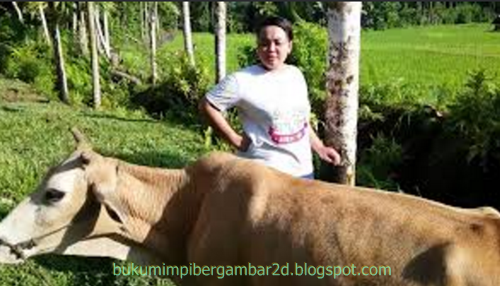 Angka Mimpi Gembala Sapi 2d 3d 4d Bergambar Dalam Buku Mimpi Buku Mimpi Bergambar