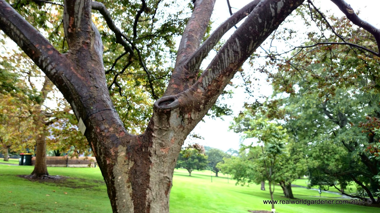 Real World Gardener Rocketing up the Scale