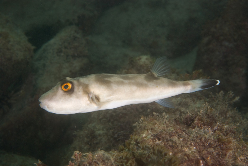 Sphoeroides andersonianus