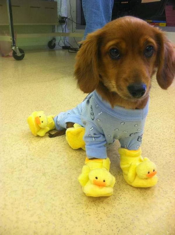 Cute dogs - part 8 (50 pics), puppy wears pajama and duck slippers